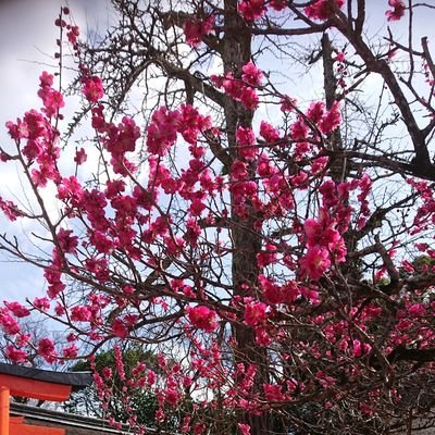 広島在住。主に西日本の神社巡り&御朱印が趣味です。機会があれば関東の神社も廻りたく節約貯金中です。
おすすめの御朱印帳などもUPしていますので宜しくお願いします🙆
特に好きな神社は大分県 宇佐神宮と 三重県 瀧原宮です。
無言フォロー多数ですがご了承下さい🎌