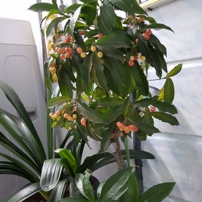 UMCCWKHcOIicfX7's profile picture. 언론개🐕혁