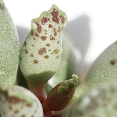 Yamato Mlftosdnliamgw2 実際の参考にはあまりならないかもですが 産地が記載されてる兜丸 アストロフィツム アステリアス かと ゴンザレスというのはメキシコのタマウリパス州の地名だろうと思われます T Co 8qrrovopax Twitter Yamato Mlftosdnliamgw2 実際の参考にはあまりならないかもですが 産地が記載されてる兜丸 アストロフィツム アステリアス かと ゴンザレスというのはメキシコのタマウリパス州の地名だろうと思われます T Co 8qrrovopax Twitter