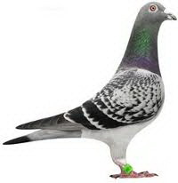 serencebogdan's profile picture. homing pigeon....my life, sport and fun.....
Fly like pigeon....