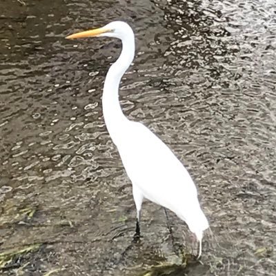 97line 1推し 七瀬さん 2推し 飛鳥
