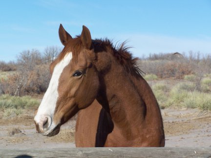 I mess around with horses and art materials.