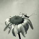 Mike Yanez - @HackerClone - Twitter