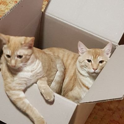 DsB7sOwGBAgPodi's profile picture. 