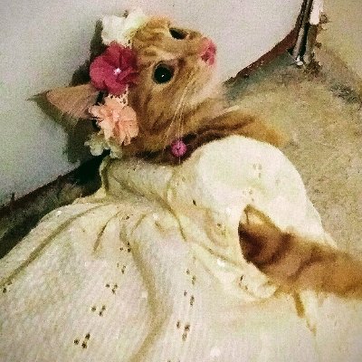 they/them most of the time • queer? idk man 🏳️🌈 • crazy cat person • does art • too slow to function • types too much
