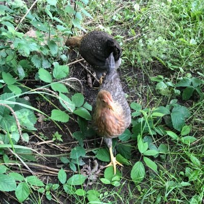 Follow Bollin Primary School’s little flock of chickens! Find out what our girls have been doing and how they’re helping Bollin children to learn!