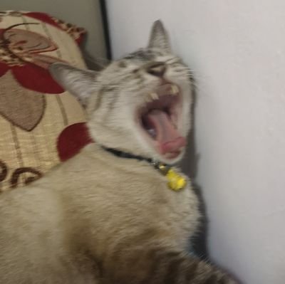 tofuさんのプロフィール画像