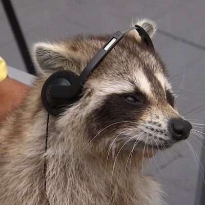 Raccoon🦝🏳️‍🌈🎀さんのプロフィール画像