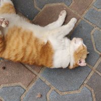 ซุปข้าวโพด (@kabalov2) 's Twitter Profile