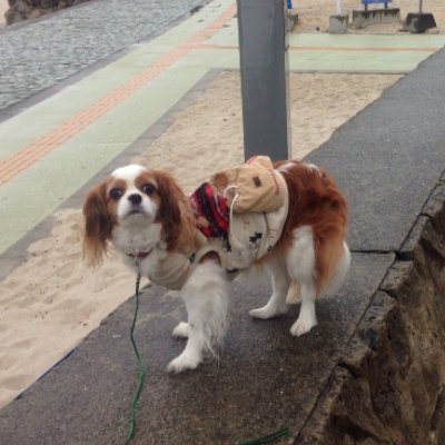 animalsuki05's profile picture. 愛犬キャバリアと温泉や観光地を旅をしています