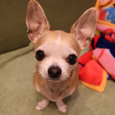 ふくの日常生活 スムースコートチワワです Chiwawa Fuku Twitter ふくの日常生活 スムースコートチワワです Chiwawa Fuku Twitter