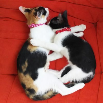 テトキキ🐱🐭さんのプロフィール画像