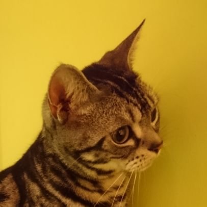 悠々さんのプロフィール画像