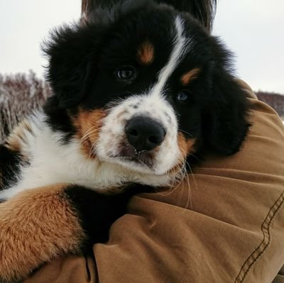 北海道の豪雪地帯⛄2019/12/20産まれのバーニーズマウンテンドッグ♂天弦丸(てんげんまる)🎵
Instagramメインでやってます☺️↓リンク見て下さい🙇
🐕🐈💖無言フォローお許しください🙏