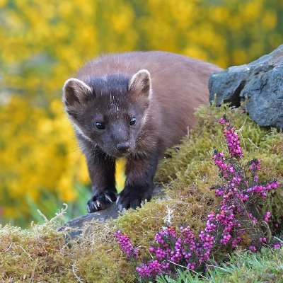 KHRimages's profile picture. Happily married. Love wildlife photography. U’s & SCCC supporter. Real ale drinker. Earth is flat (I live in the Fens). All images & video my own (unless RTs)