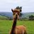 Sam Nussey