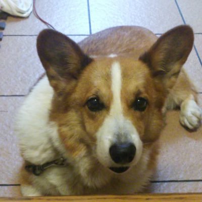 kai02131018's profile picture. 無言フォロー失礼します💦2019.10.18にコーギーのカイが、13歳8ヶ月で、🌈の橋を渡ってしまいました。親バカですが、とってもハンサムな子でした。皆さんのわんちゃんを涙と笑いで見させてもらってます😂
