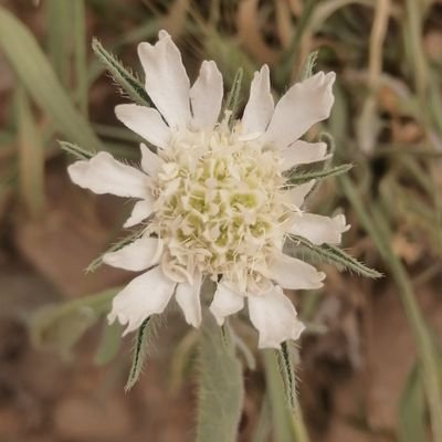 agresnbtah's profile picture. ‏حساب يهتم بالبيئة ويحاول ان يجعل من ذلك الاهتمام امراً واقعاً من خلال حماية زراعة النباتات المهددة بالإنقراض