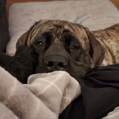 MastiffProblems's profile picture. This is Odin. He has problems. Most of those problems are Odin.