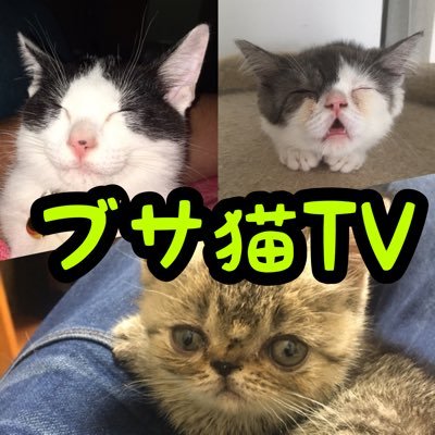 【 保護猫のソラ♂】と【エキゾチックショートヘアのマル♂】と【エキゾチックショートヘアの小春♀】YouTube登録のDMはご遠慮ください。 宜しくです🙇‍♂️