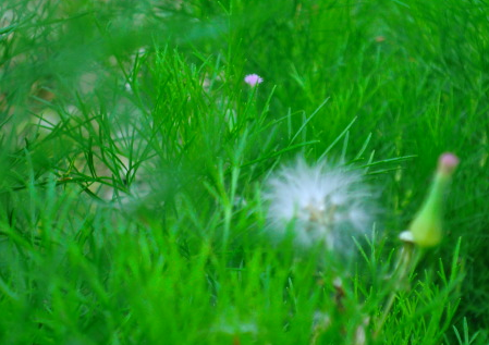 logosraya's profile picture. give the best shot!