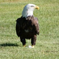 Stox_Guy (@stox_guy) 's Twitter Profile