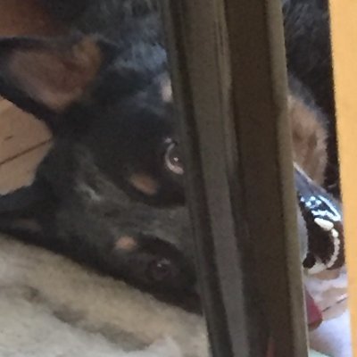 reynawreigns's profile picture. I kinda
I play johnny