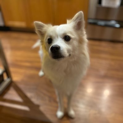 Entirely volunteer-operated 501(c)(3) nonprofit in Baltimore, MD. Our mission is finding homes in the DMV for Kuwaiti dogs in need.