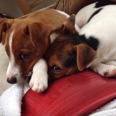 Norman and Stanley - a pair of West Cork Jacks. Love zoomies, floofs, snossiges and doggie friends!