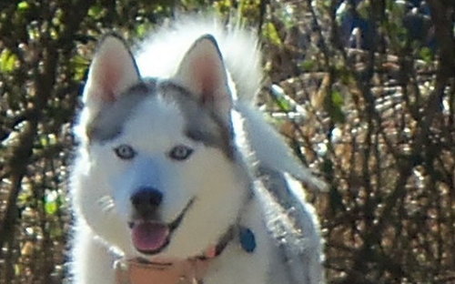 MyaBooBoo's profile picture. Sadly, on 4/22/2022 our beloved Mya Boo Boo, the husky in charge, left this world at the age of 15.4 years old. Find us on FB:  https://t.co/J6uYT77Krn