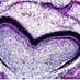 Oralpath (@oralpathology2) Twitter profile photo Oralpath (@oralpathology2) Twitter profile photo
