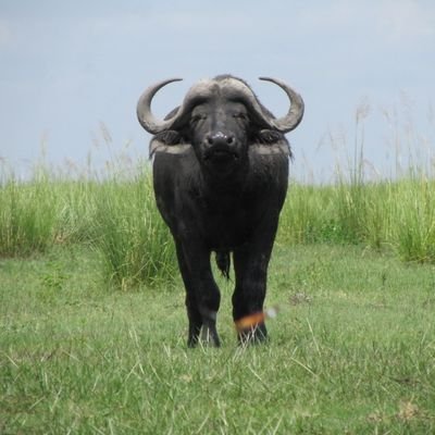 rikubonbon's profile picture. windsurfing /柔道