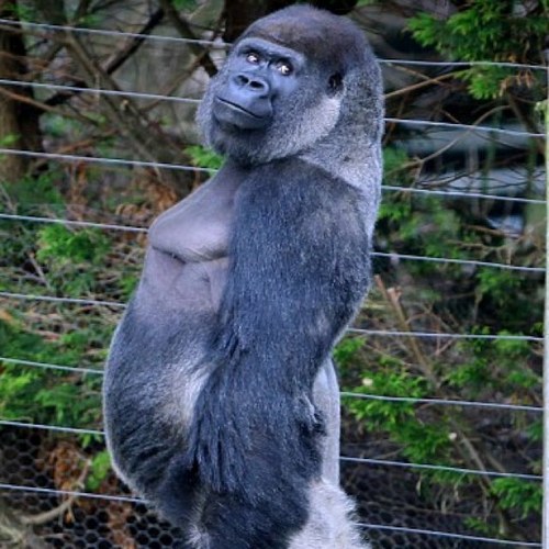 Amaners83's profile picture. bay area sports fan