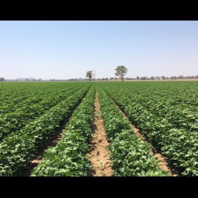 Graduate Agronomist @ Delta Ag, Trangie. Bachelor of Agriculture, UNE. Dubbo Kangaroos 🦘