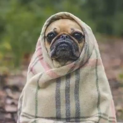 かなりイカれた犬d Jxyoljcupwmavot تويتر