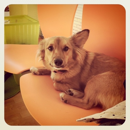 piva_the_dog's profile picture. Guau, guau, guau!