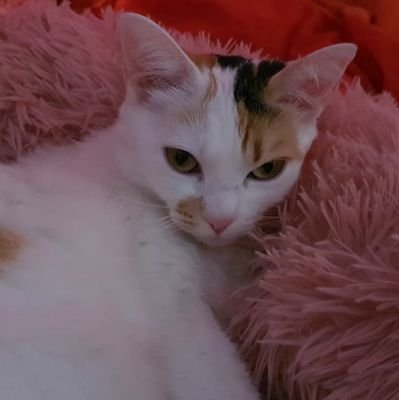 Alberto62776664's profile picture. luchando en esta jungla