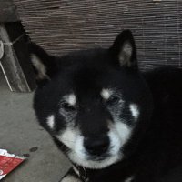 けんじ (@kenji_ind) 's Twitter Profile Photo けんじ (@kenji_ind) 's Twitter Profile Photo
