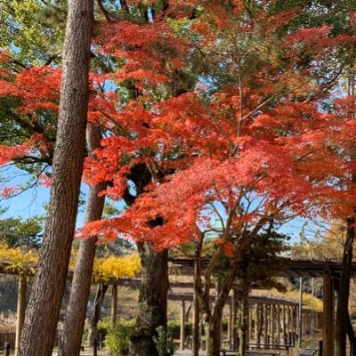 日本て本当に民主主義なの？