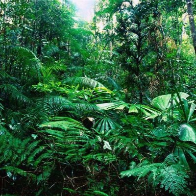 NOT A REAL CHARITY College Project based upon Deforestation. Page will be updated regularly with information and facts.🌿🌎