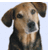 watchdogreport's profile image