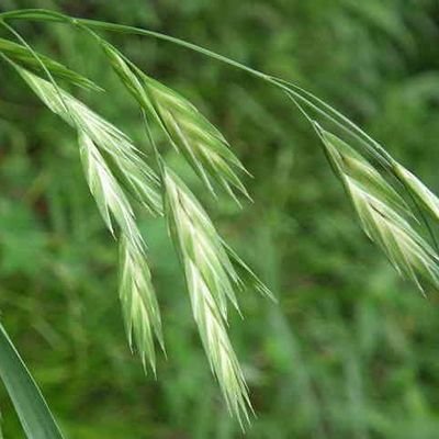 🌿ｲﾇﾑｷﾞ🌿さんのプロフィール画像