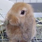 介護士バロン (@yassi_ys) 's Twitter Profile