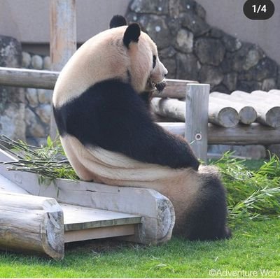 goldenpain04's profile picture. 広島 / ひげ / 36