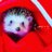 🦔sacchibi🦔🐾のアイコン