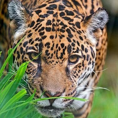 EnochShallum's profile picture. 