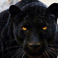 Bigblackdick (@bigblac89684517) 's Twitter Profile