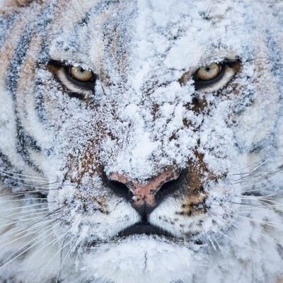 PHXliberation's profile picture. LD24 Dems Treasurer | DSA 🌹 | Cellist #candlelightPhoenix | Recovering @arizonaea organizer | Product Analyst @ Carvana | Now publicly available & independent