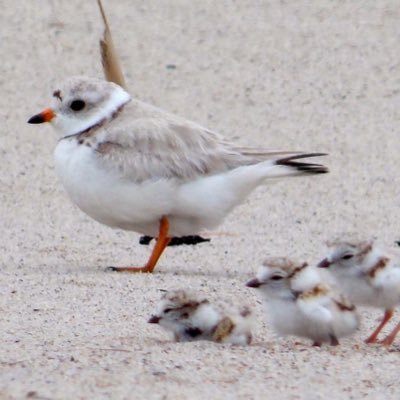 Piping Plovers are an endangered species, help spread awareness