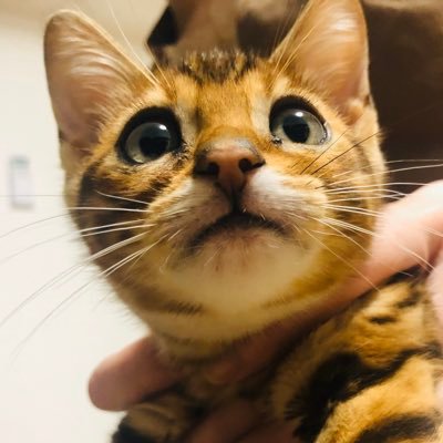 ベンガル猫ニアちゃん🐾 ブラウンスポテットタビー 2019年12月15日生まれ ロゼット模様がチャームポイント🐆 甘えん坊なおてんば娘です♩